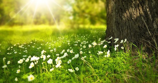 200,000 trees planted by FLO Palettes