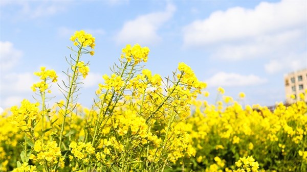 Rapeseed field for B100 production